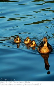 Olivia Newport ducks on water