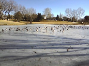 Olivia Newport duck pond ice