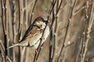 Olivia Newport sparrow