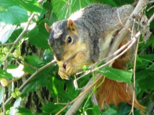 Olivia Newport squirrel eating in tree