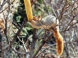 Olivia Newport squirrel eating corn