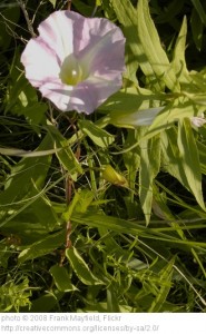 Olivia Newport bindweed flower