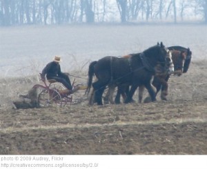 Olivia Newport Amish plow