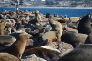 Olivia Newport pile of sea lions