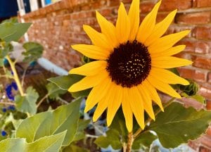 Olivia Newport sunflower